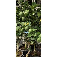 SG SELLER, CITRUS SUDACHI FRUIT TREE/ LIVE PLANT 🪴
