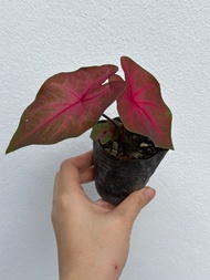 Live plant Caladium Red Bicolor (no pot)