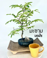 มะขาม บอนไซ กระถาง 6 นิ้ว ไม้บอนไซ ไม้ดัด ไม้จิ๋ว
