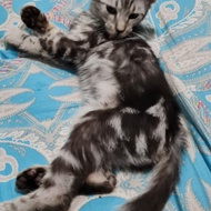 kitten bengal non ped silver marble jantan (bisa di urus pedigree)