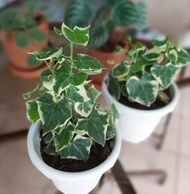 Tanaman Hias English ivy Varigata