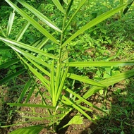 tanaman kurma | pohon kurma ajwa terlaris