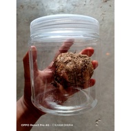 SARANG BURUNG BUNGA / SARANG BURUNG KECIK