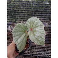 Begonia sinbad real plant