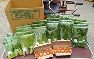 【田園有機蔬菜箱+活力雞蛋組合】苗栗最大有機農場出品 新鮮送到家!