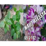 BUNGA KERTAS / BOUGAINVILLEA BWKY