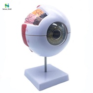 6X Enlarged Human Eye Anatomical Model,Anatomically Accurate Eye Model Human Eye Anatomy for Science