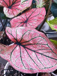 彩葉芋