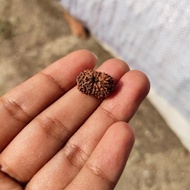 HEMAT Rudraksha mukhi 13 jenitri original