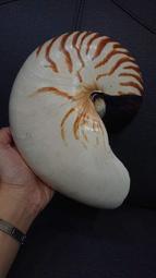 Nautilus pompilius 帝珍珠鸚鵡螺 20.5+公分XL 海洋海螺貝殼標本活化石四大名螺唐冠螺大法螺萬寶螺