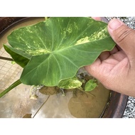 colocasia yellow splash