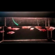 BARANG TERLARIS ikan arwana/arowana super red baby 10cm