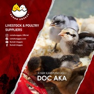 DOC AKA (Bibit Ayam Kampung Asli)