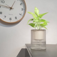 植栽 室內盆栽 陽光黃金葛 植物盆栽