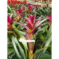 Guzmania Red/ Yellow/ Orange ( Ready Stock/Real Plant)Bromeliaceae Luck/ WealthOng!鸿运当头