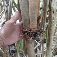 2KG PINEAPPLE ROOTS (FALL) COOL AND DETOXIFICATION