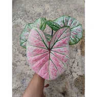 Keladi Blossom Lover / Caladium Blossom Lover