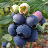 Biji beri biru benih anak pokok blueberry balkoni halaman kebun pasu pokok plum biru benih anak poko