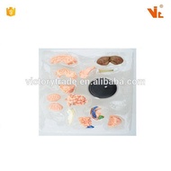 Assembled Detachable Model Anatomy Structure Mastering Human Brain Model Human Brain4D4D Model ENII