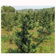 Measuring Congestion Arhat Pine Saplings Arhat Pine Saplings Unique Arhat Pine Big Tree Arhat Pine S