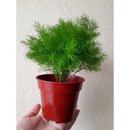 Asparagus fern 武竹/天门冬