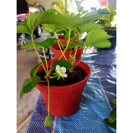 Pokok Strawberry 🍓 Japanese Sweet charlie &Tanah Rendah*Ready stock*