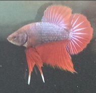 Plakat Fancy Red 花色红 将军 Betta Fish/Ikan Laga/打架鱼/斗鱼 (Male/Jantan/公鱼) Breed on 2024 Jun  Size: M