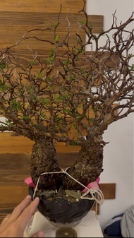 雙頭 象足漆樹 （非 象牙官、橄欖、葡萄、種子、細川正紀、Kikko）