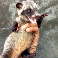 anak musang pandan