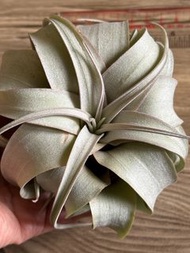 空氣鳳梨-帶粉色霸王12cm