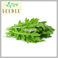 Rocket Arugula Leaf Salad Seeds
