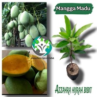 BIBIT MANGGA MADU/BIBIT TANAMAN MANGGA MADU/TANAMAN BUAH MANGGA MADU OKULASI
