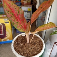 aglonema big roy mutasi tanaman