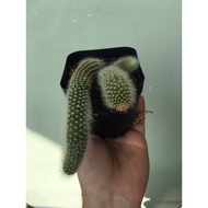 Fox Tail Cactus
