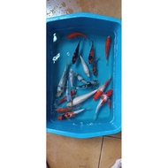 Ikan Koi Blitar Bibit Showa Shiro Kohaku Sanke