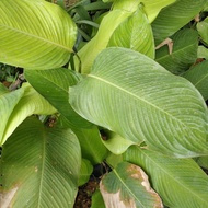 Anak Pokok Daun Lerek Lemang