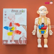 (3) Human Body Model