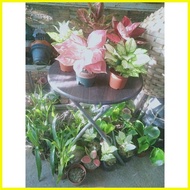 【hot sale】 ♞,♘Aglaonema TOP RARE VARIETIES (actual photo)