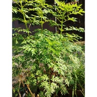 POKOK ULAM RAJA / COSMOS CAUDATUS PLANT ( PETIK HARI PENGEPOSAN)