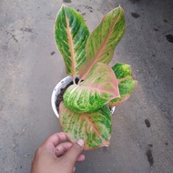 aglaonema rainbow