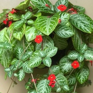 Tanaman Episcia prateada hijau - hiasn taman - tanaman Episcia hijau