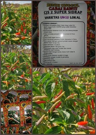 BIBIT CABE RAWIT LOKAL SALO DUA CJS 2 SUPER SIDRAP!!! Benih/bibit cabe ungu Salo dua - Cabe berkuali