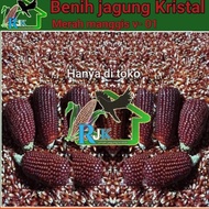 Benih jagung kristal Merah manggis