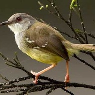 Burung Ciblek Semi Gacoran