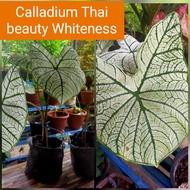 [Keladi Viral Murah] - Caladium Thai Beauty White