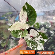 Tanaman hias caladium keladi Billionere new hybrid thai series new varian
