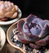 稀有) 藍莓 紫色多肉 韓國 控養小精品  連陶瓷花盆  植物 小盆栽 肉肉 succulents plant  gift 禮物 👑9年老店 紫色 Dark Opal【實拍】一盆價