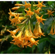 Sedap Malam Kuning / Yellow Cestrum (Cestrum aurantiacum) - Pokok Hidup / Live Plant