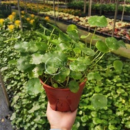 TKL - Asiatic Pennywort Live Plants Centella Asiatica (Pegaga) 铜钱草/崩大碗