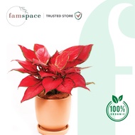 Famspace - Aglaonema Eastern Red Plant - Fresh Gardening Indoor Plant Outdoor Plants